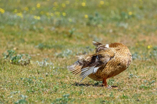 鸭清理草地上的羽毛 — 图库照片