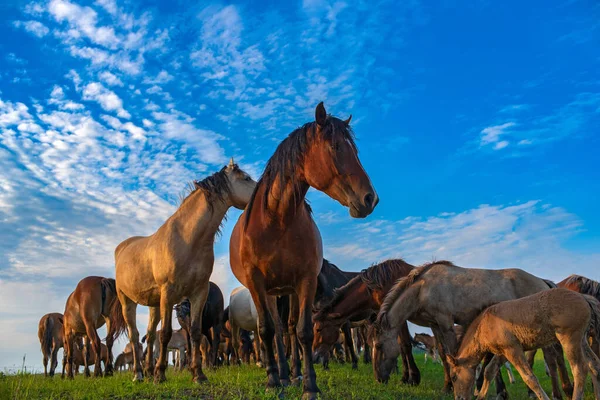 Eine Herde Pferde Weidet Auf Einem Feld Gegen Den Himmel — Stockfoto