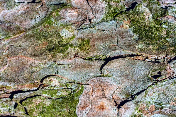 Closeup View Pine Bark Texture — Stock Photo, Image