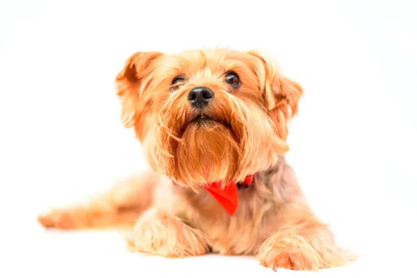 Retrato Terrier Yorkshire — Foto de Stock