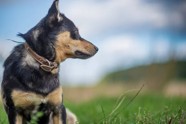 Cão Guarda Espreita Relva Close Fotografado — Fotografia de Stock