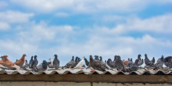 비둘기들은 하늘을 등지고 지붕에 — 스톡 사진