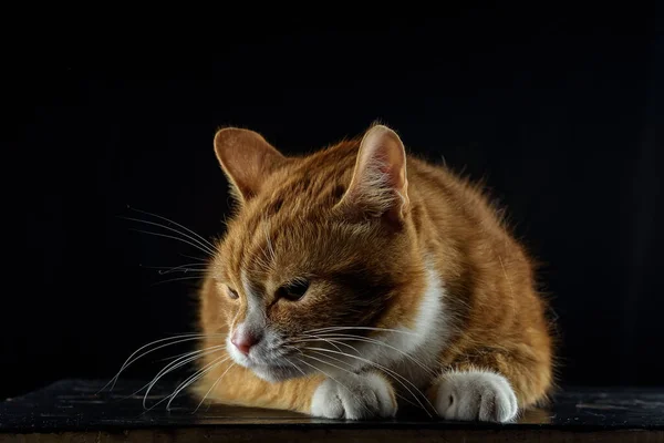 Nachdenkliche Rote Katze Liegt Auf Einem Holzbrett Vor Schwarzem Hintergrund — Stockfoto