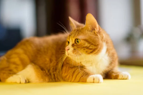 Gato Vermelho Doméstico Deitado Uma Mesa Amarela — Fotografia de Stock