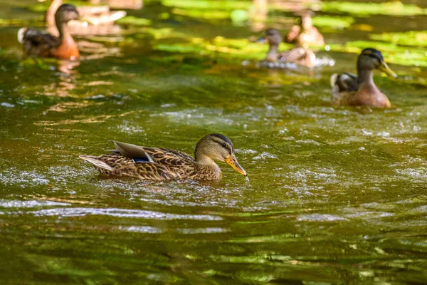 Ducks Swim Pond — Stock Photo, Image