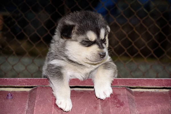 Küçük Husky köpek yavrusu, yakından..