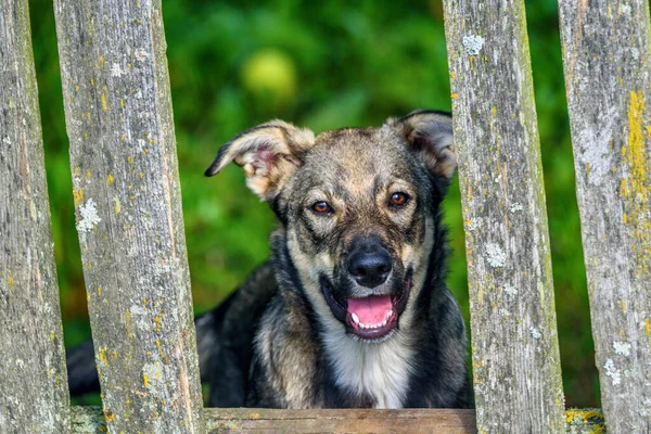 Köy Köpeğinin Portresi — Stok fotoğraf