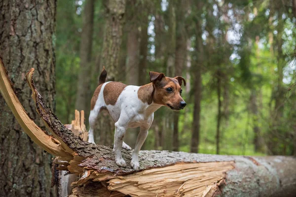 Jack Russell Terrier Stands Broken Tree Forest Close Photographed — Stock Photo, Image
