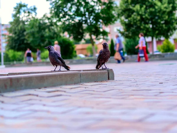 Piccioni Sul Marciapiede — Foto Stock