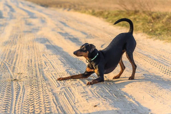 Boze Hond Duitse Pinscher Weg — Stockfoto