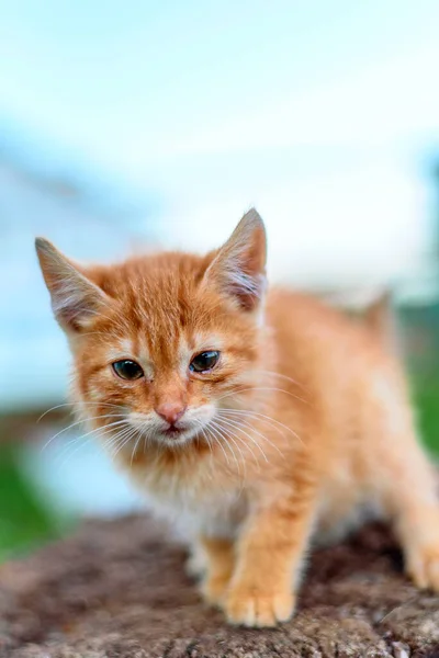 Mały Bezdomny Kotek Zbliżenie — Zdjęcie stockowe