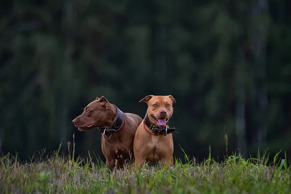 Dos Terriers Pit Bull Enojados Cuellos Cuero Paran Hierba Contra —  Fotos de Stock