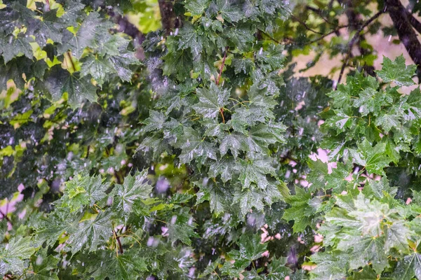 Gouttes Pluie Sur Les Feuilles Des Arbres — Photo