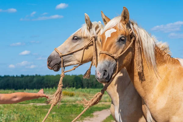 Pair Friendly Horses Field Close — Stock Photo, Image