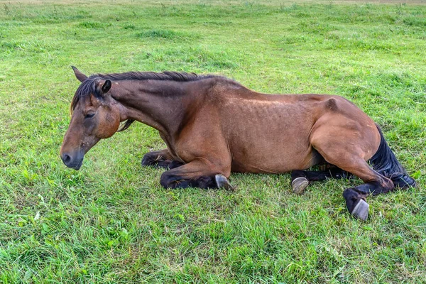 Ritratto Cavallo Sdraiato Sull Erba Vicino — Foto Stock