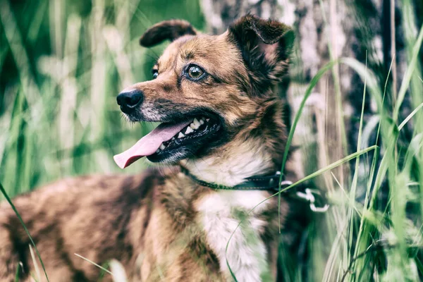 Retrato Perro Paseo Estilo Retro — Foto de Stock