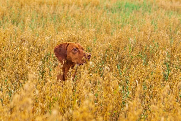 Porträt Eines Magyar Vizsla Nahaufnahme Auf Einem Feld Gras — Stockfoto