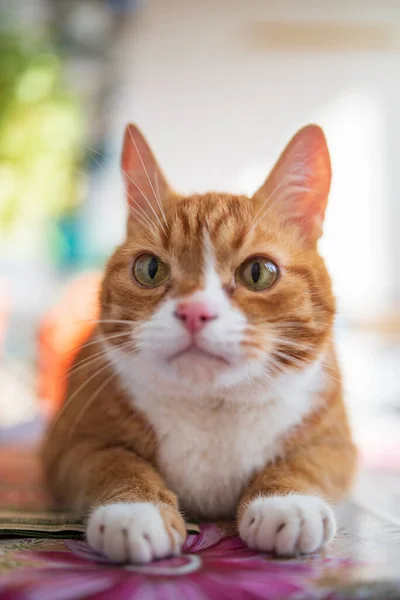 Porträtt Ingefära Katt Med Suddig Bakgrund Fotograferad Närbild — Stockfoto