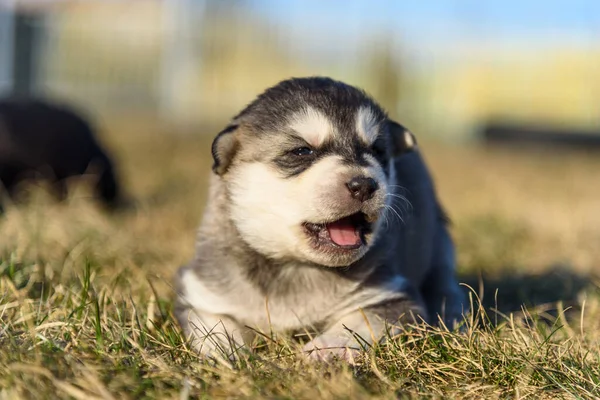 Çimlerin üzerinde küçük bir köpek yavrusu portresi.