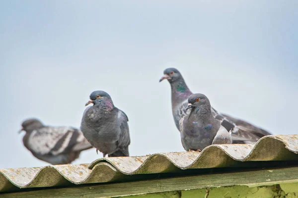 Des Pigeons Sont Assis Sur Toit Contre Ciel — Photo