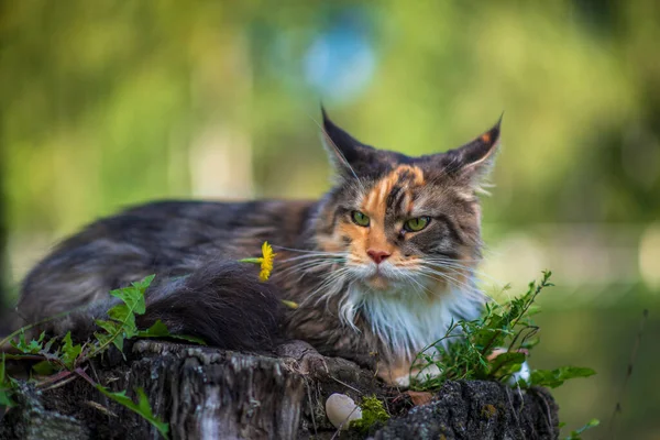 Maine Coon Cat Porträtt Parken Fotograferad Närbild — Stockfoto