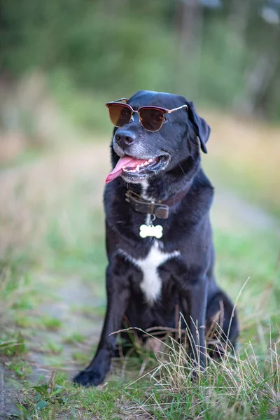 Black Labrador Sits Forest Wearing Glasses — Stock Photo, Image