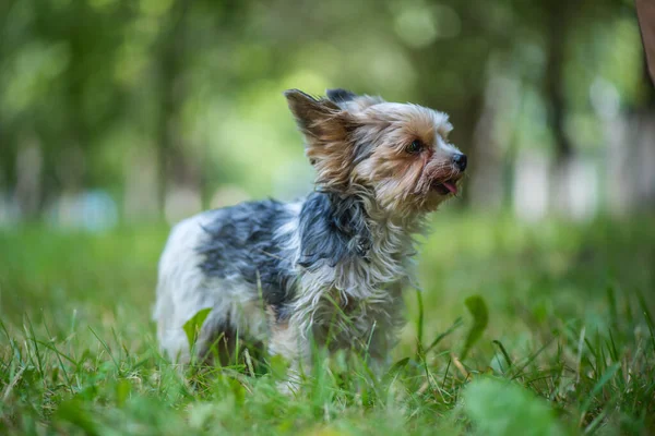 Terrier Parktaki Çimlerde Oynuyor Yakından Çekilmiş — Stok fotoğraf