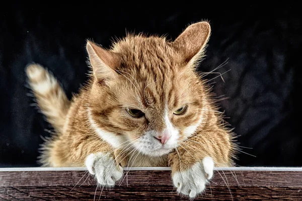 Mooie Rode Kat Een Zwarte Achtergrond — Stockfoto