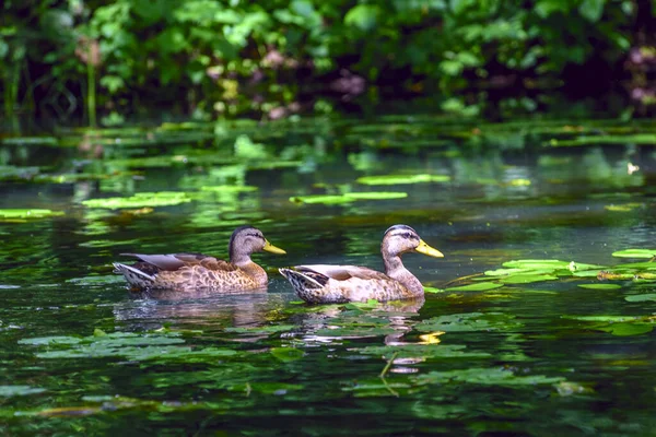 Die Ente Schwimmt Teich — Stockfoto