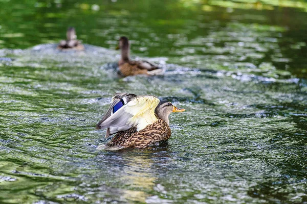 Patos Nadan Estanque — Foto de Stock