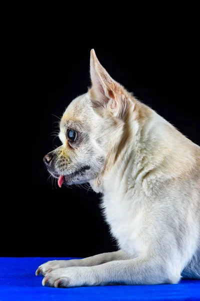 Portré Egy Chihuahua Egy Fekete Háttér — Stock Fotó