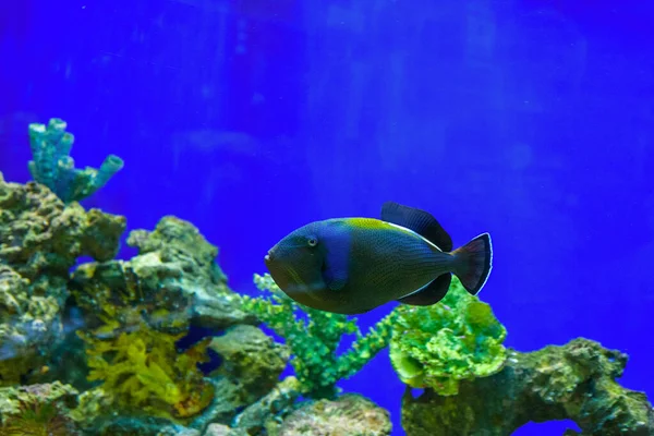 Zeevissen Het Aquarium — Stockfoto
