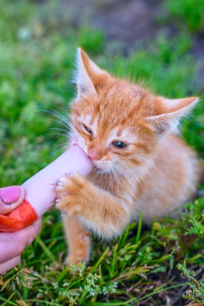 Mały Czerwony Kotek Zjada Kiełbasę — Zdjęcie stockowe