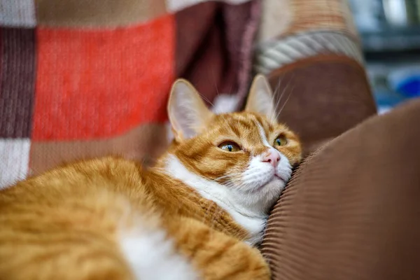 Gato Casero Rojo Que Descansa Acostado Sofá —  Fotos de Stock