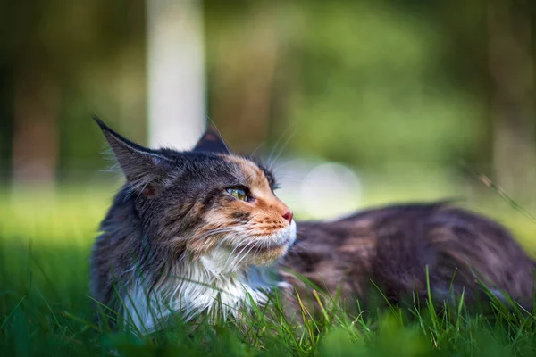 Mainecoon Macska Feküdt Parkban Fűben — Stock Fotó