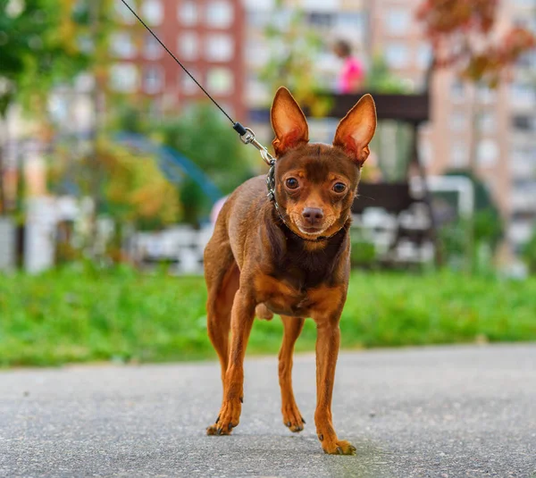 Oyuncak Terrier Dışarıda Tasmayla Dolaşıyor — Stok fotoğraf