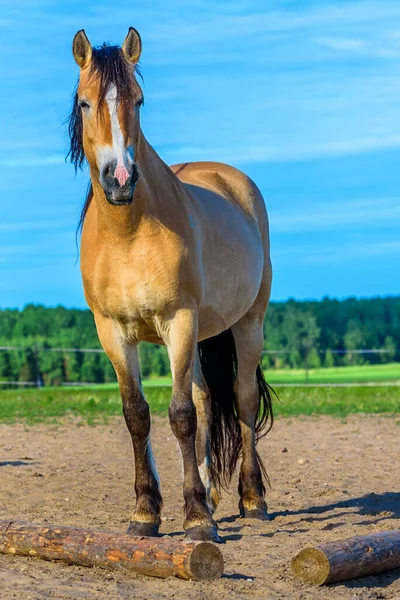 Cavalo Apascenta Pasto — Fotografia de Stock