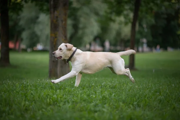 Labrador Muda Bermain Taman Foto Close — Stok Foto