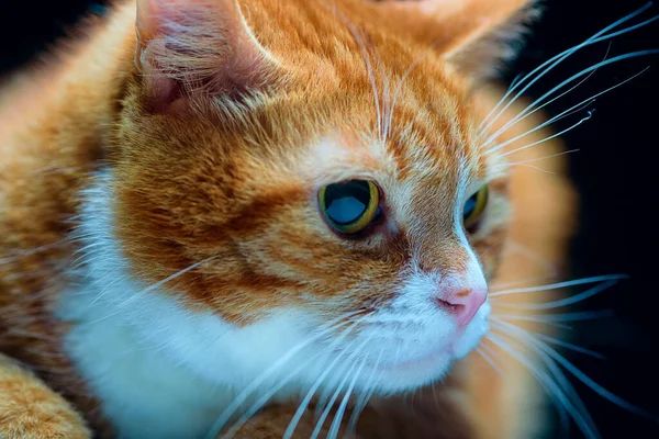 Portret Van Een Kat Een Zwarte Achtergrond — Stockfoto