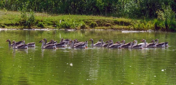 Entenfamilie Schwimmt Auf Dem Teich — Stockfoto
