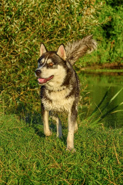 Husky Schudt Een Druppel Water Bij Rivier — Stockfoto