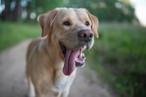Porträt Eines Blassgelben Labrador Retrievers Wald Aus Nächster Nähe Fotografiert — Stockfoto