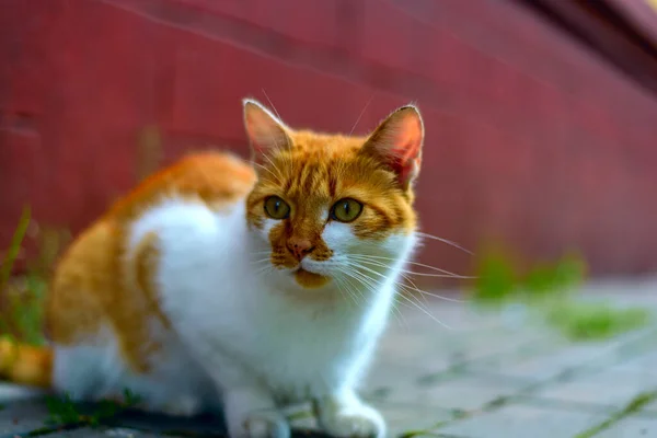 Retrato Gato Doméstico Color Blanco Rojo — Foto de Stock