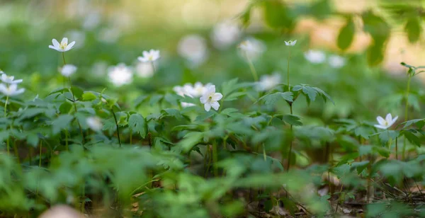 Ormandaki Kır Çiçekleri Yakın Plan — Stok fotoğraf