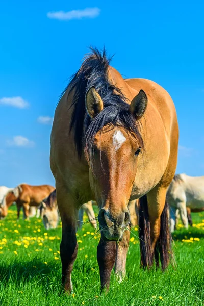 Karahindiba tarlasında otlayan atlar.