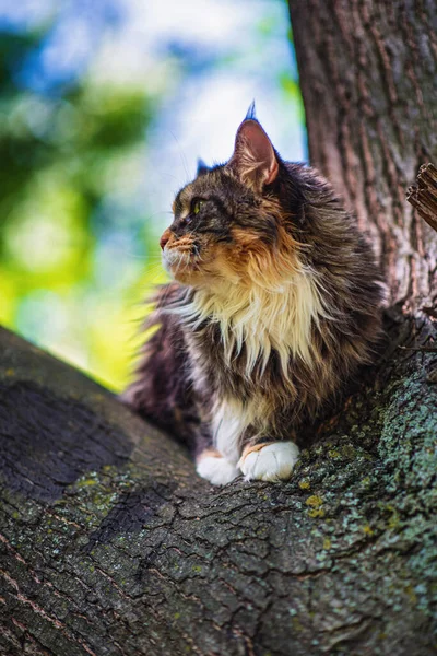 Gatto Domestico Del Maine Coon Siede Albero Parco Estivo — Foto Stock