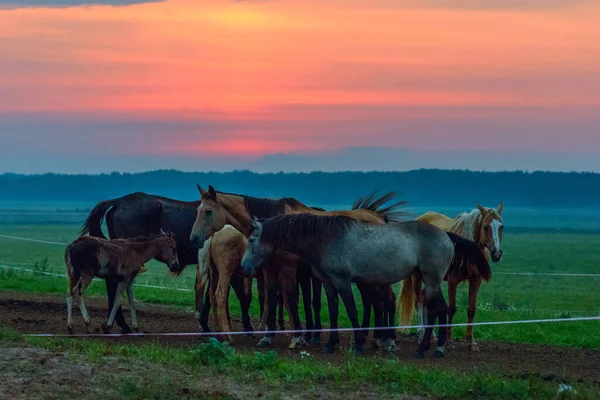 Pferde Grasen Morgengrauen — Stockfoto