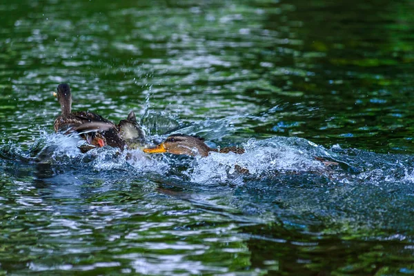 Ducks Swim Pond — Stock Photo, Image