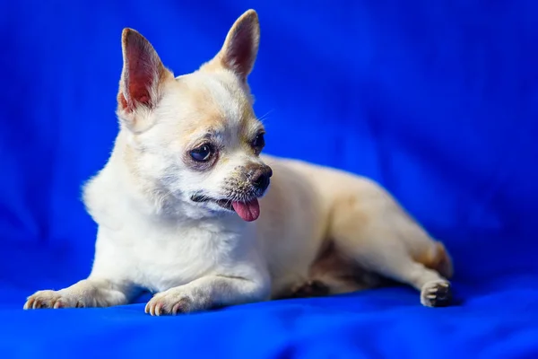 Portré Chihuahua Kék Háttér — Stock Fotó