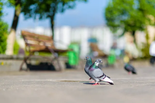 Porträt Einer Taube Auf Einer Straße Der Stadt — Stockfoto